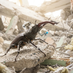 cyborg insects deliver emergency medical aid