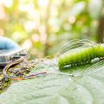 caterpillar hearing research improve microphones