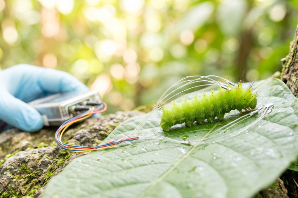 caterpillar hearing research improve microphones